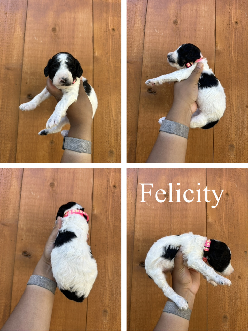 Felicity (Pink collar) 2